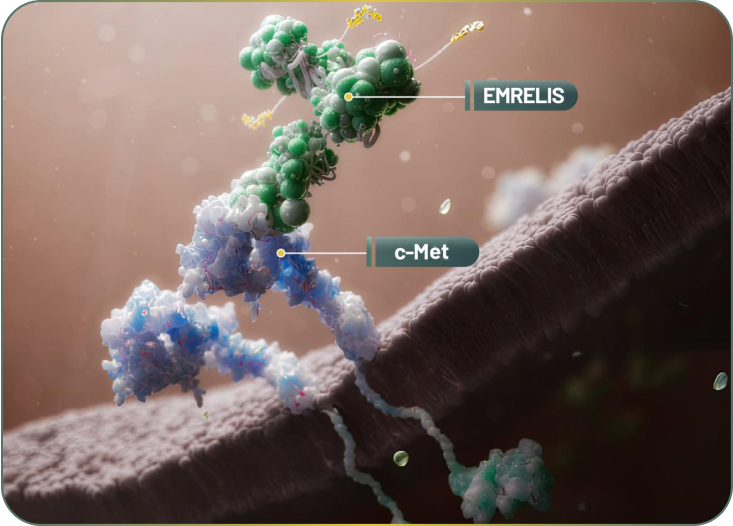 EMRELIS internalized in the cell
