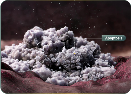 Apoptotic cell death